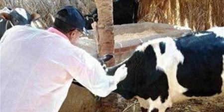 تستهدف 195 ألف رأس ماشية، انطلاق الحملة القومية لتحصين الماشية بالفيوم السبت المقبل