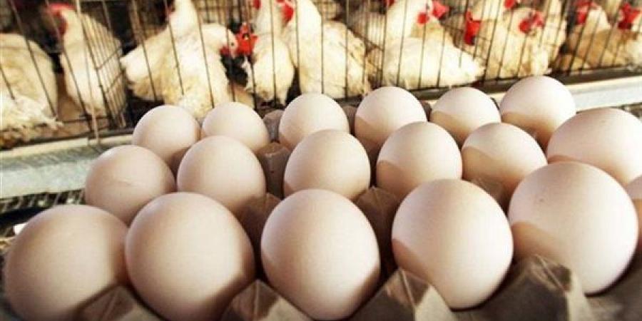 البلدي يتصدى لارتفاعات الأبيض والأحمر، سعر كرتونة البيض اليوم الجمعة في بورصة الدواجن