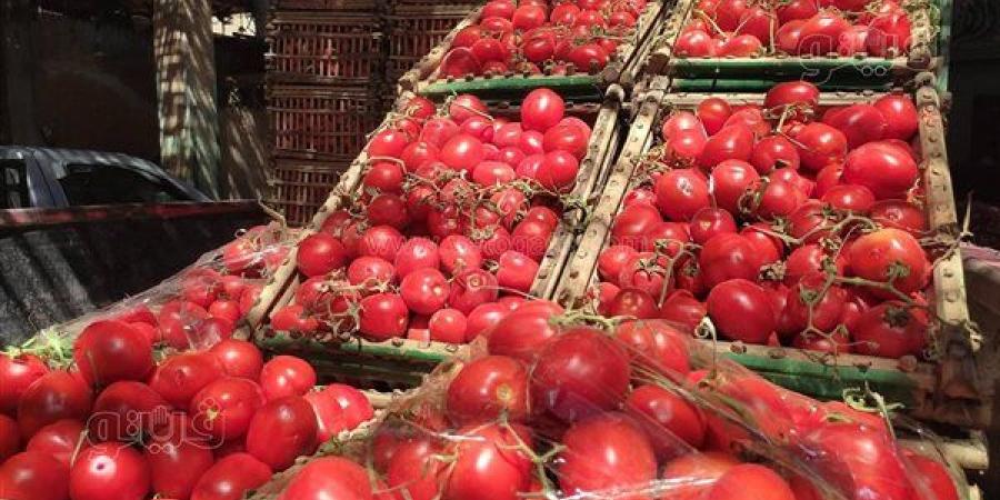 بعد وصول الكيلو لـ 25 جنيهًا، هل تواصل أسعار الطماطم الارتفاع في الأسواق؟