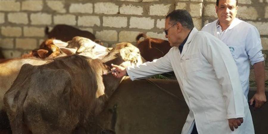 بيطري الفيوم: تحصين 8690 رأس ماشية ضد الحمى القلاعية والوادي المتصدع خلال أغسطس